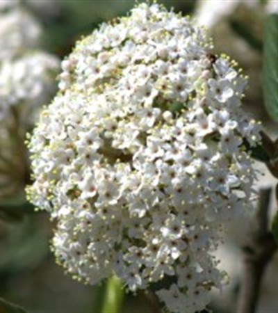 Viburnum Decker